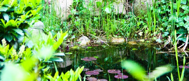 Gartenteich