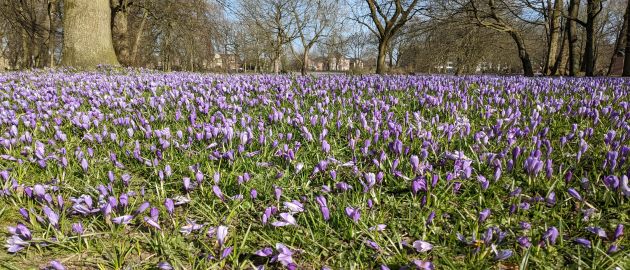 Krokusse